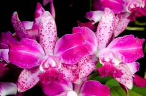 Cattleya Dean's Flair Sunset Valley Orchids AM/AOS 85 pts.